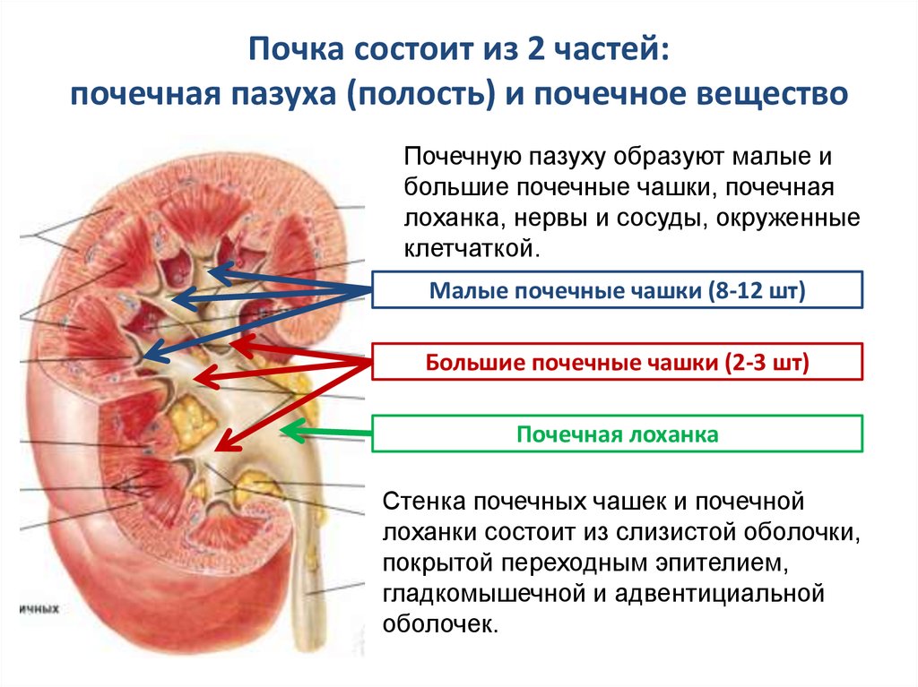 Почки часть какой системы. Строение почки почечная пазуха. Почка состоит из двух частей. Анатомическое строение почки человека. Почечная пазуха анатомия строение.