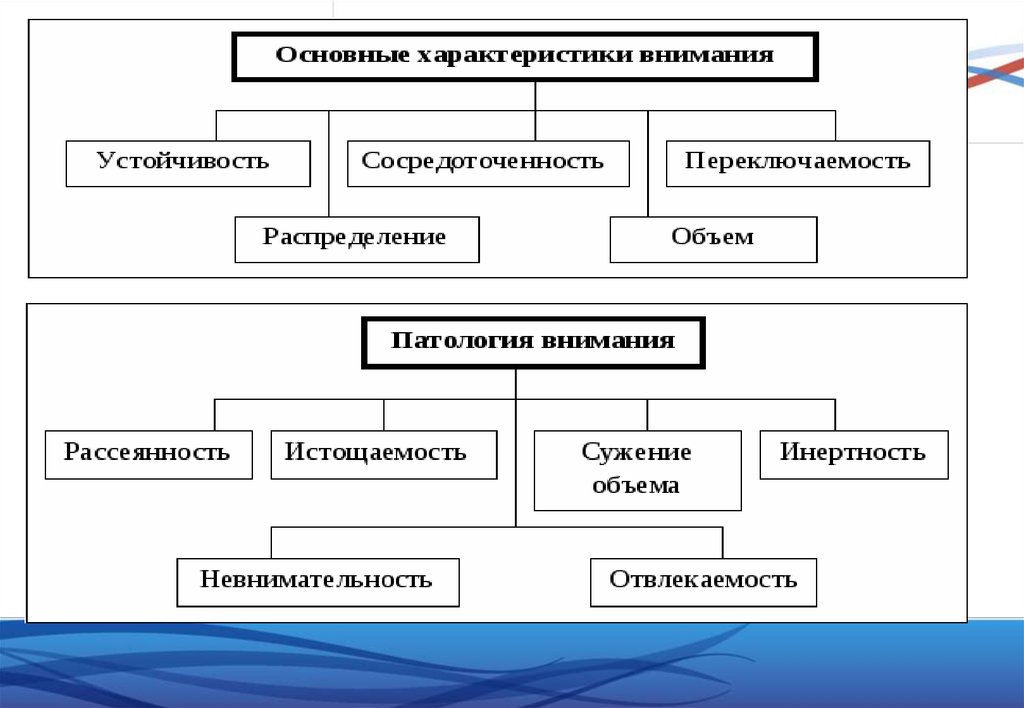 Структура внимания