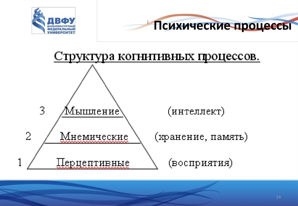 Три психических процесса. Структура психики. Иерархия психических процессов. Структура психики в психологии. Структура психических процессов.