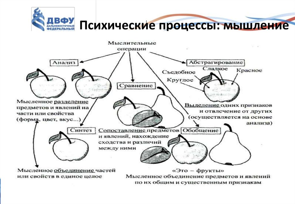 3 процесс мышления. Процессы мышления.психология. Мышление это психический познавательный процесс. Мыслительные процессы в психологии. Схема развития психических процессов.