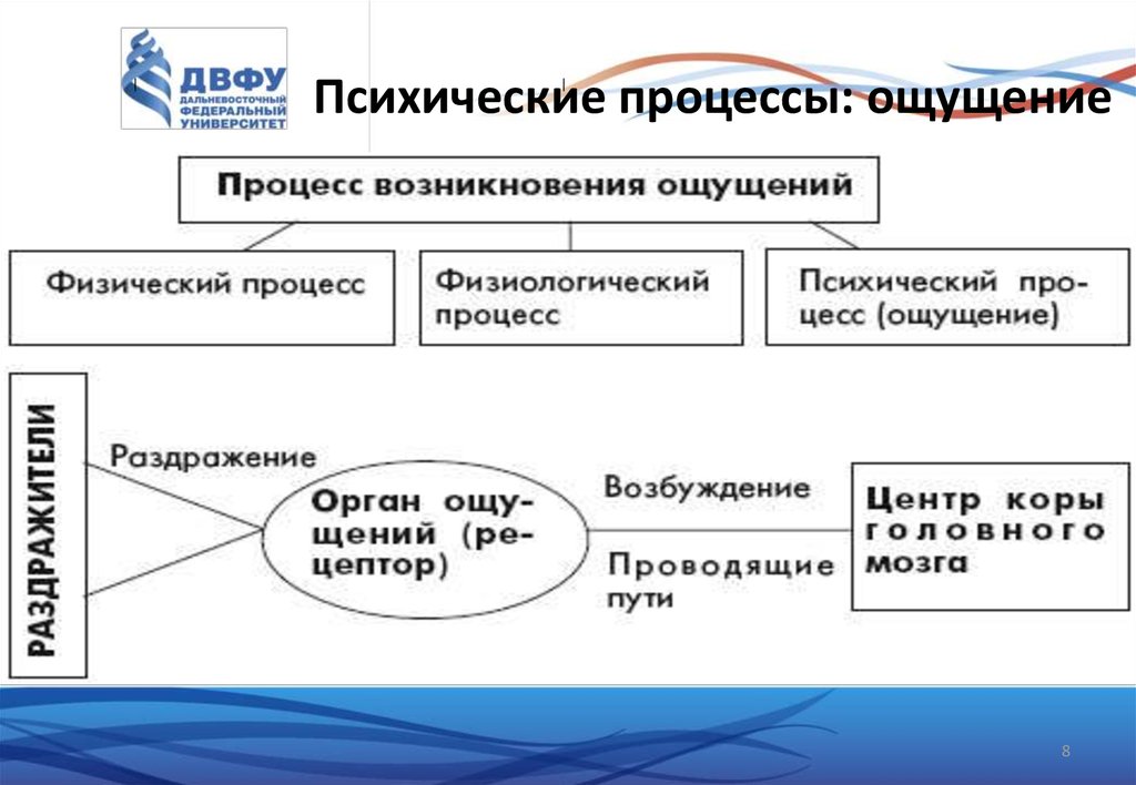 Закономерности ощущений схема