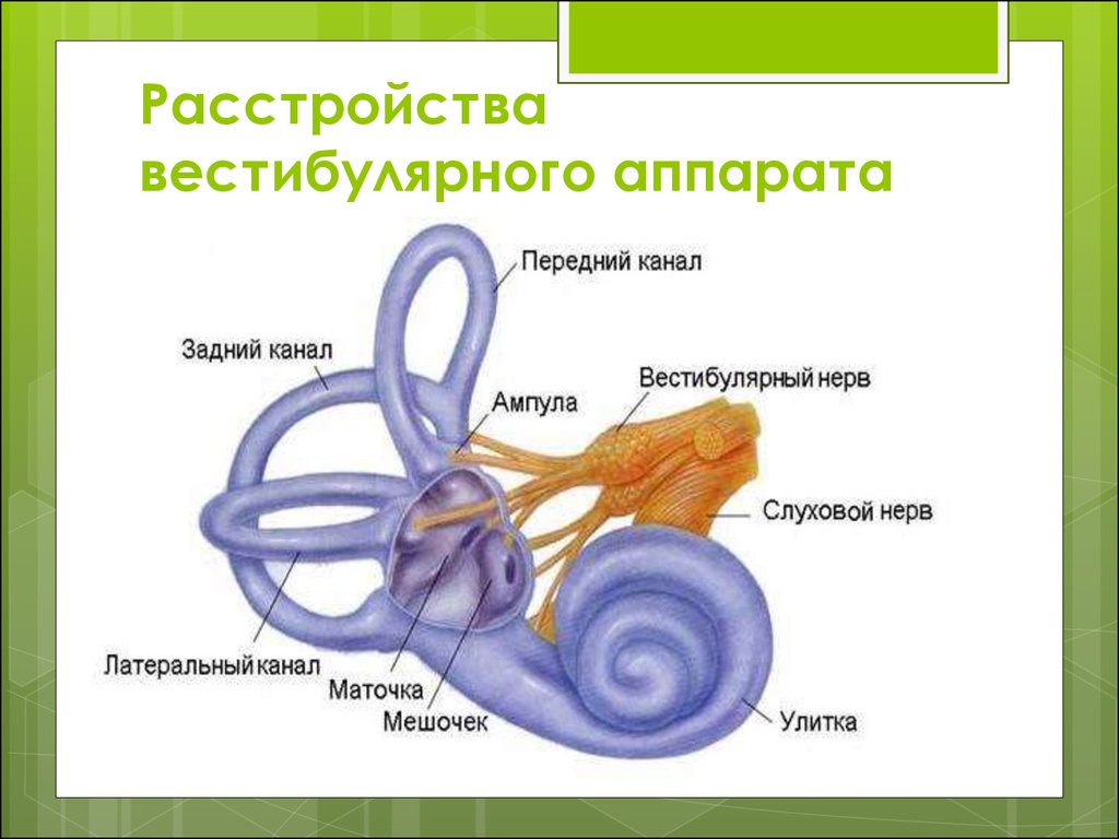 Вестибулярный аппарат рисунок