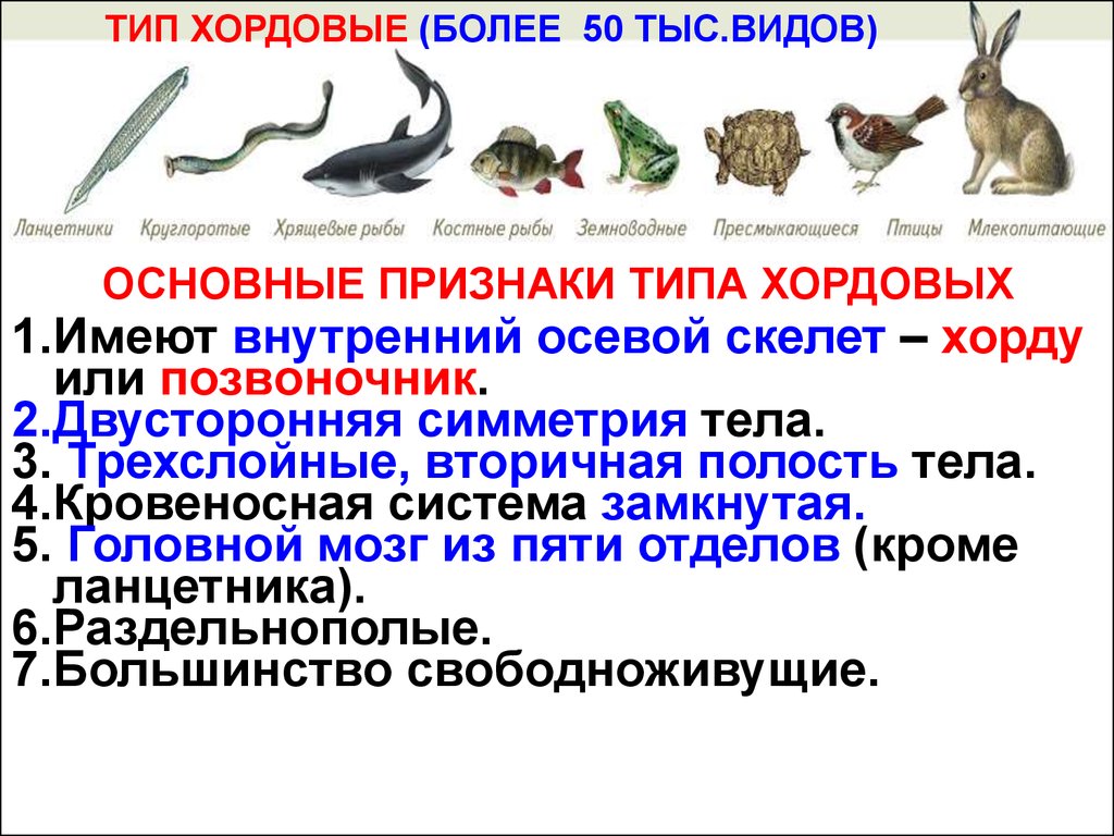 Каких домашних млекопитающих рыб разводят люди. Тип Хордовые. Типы хорды. Животные типа Хордовые. Типы хордовых животных.