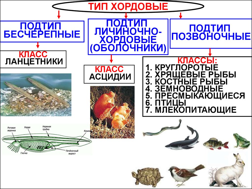 Хордовые животные 7 класс презентация