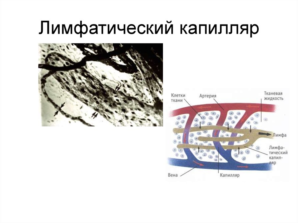 Лимфатические капилляры. Лимфатические капилляры гистология препарат. Строение лимфатического капилляра гистология. Лимфатический капиляр гистология. Лимфатические сосуды гистология.