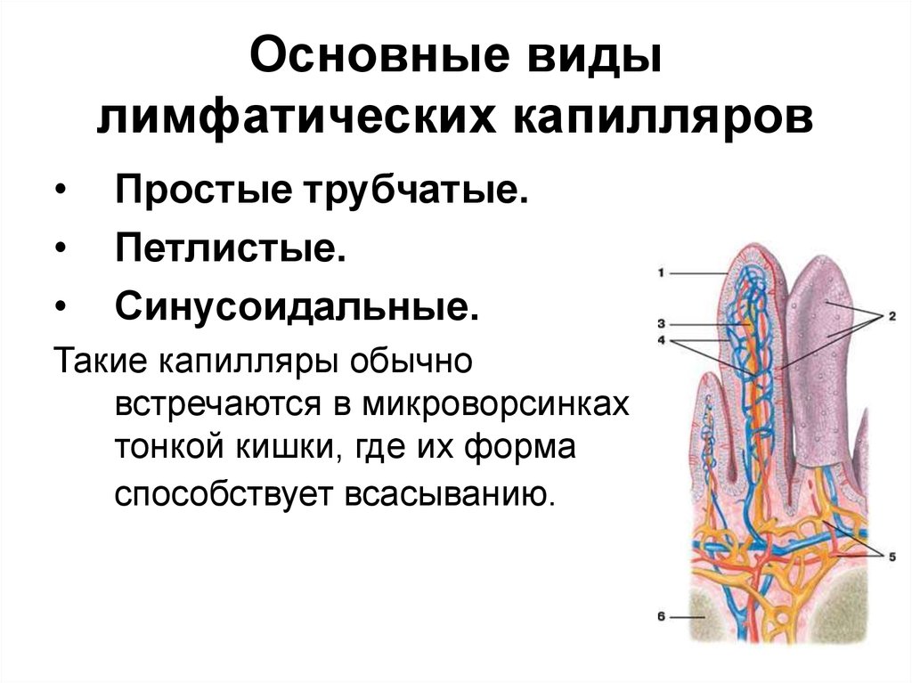 Лимфатические капилляры