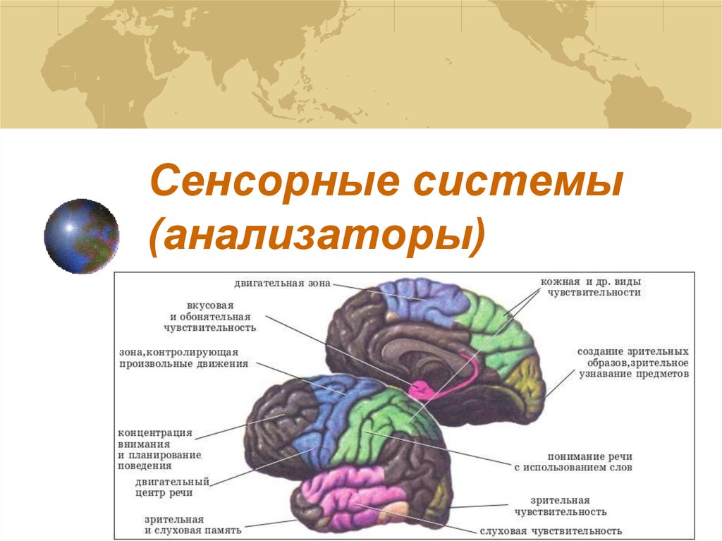 Анализаторы сенсорные системы презентация