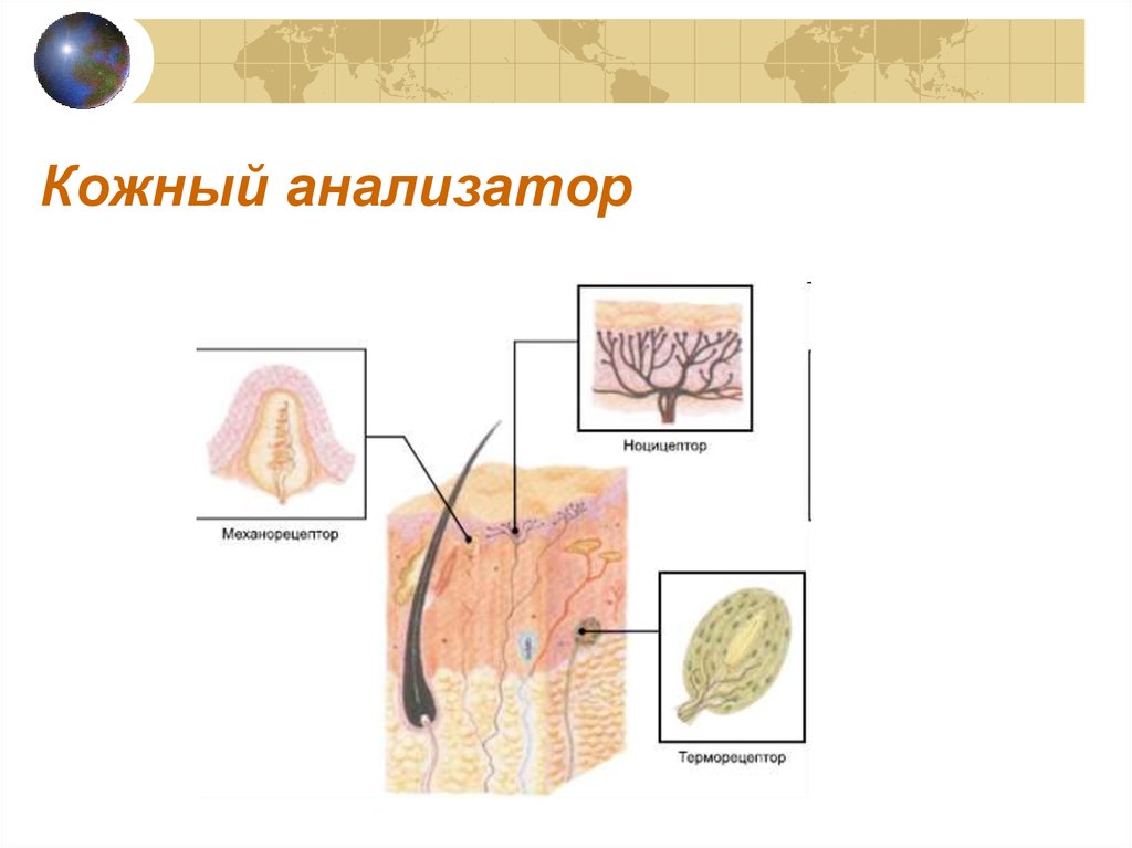 Тактильный анализатор физиология схема