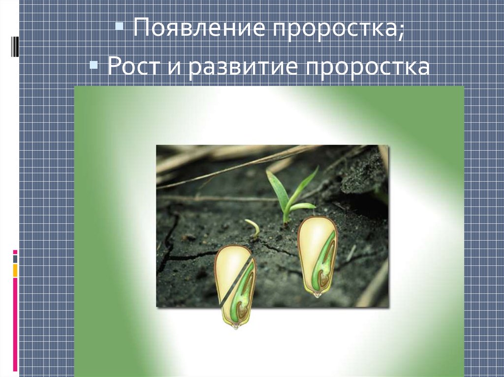 Рассмотрите рисунок на странице 148 что доказывает опыт с удалением эндосперма