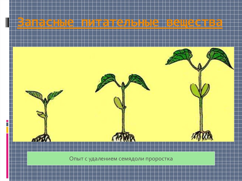 Презентация рост и развитие растений 6 класс. Этапы роста и развития цветкового растения. Урок рост растения. Опыт с семядолями. Опыт с удалением семядоли.