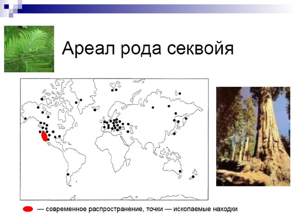 Места где растут. Секвойя вечнозелёная ареал. Ареал распространения секвойи. Ареал секвойядендрона гигантского. Секвойя вечнозелёная ареал на карте.