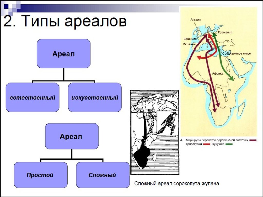 Ареалы обитания миграции закономерности размещения животных презентация