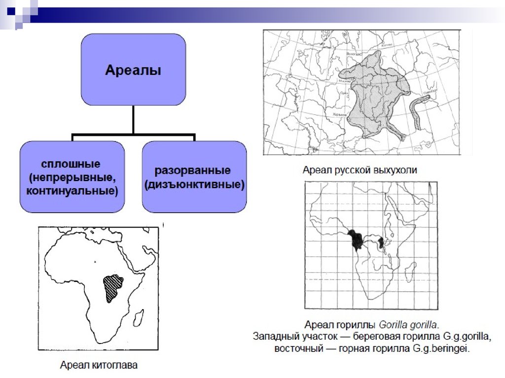 Ареал обитания примеры. Дизъюнктивный ареал примеры. Ареал схема. Схема типы ареалов. Разорванный ареал.