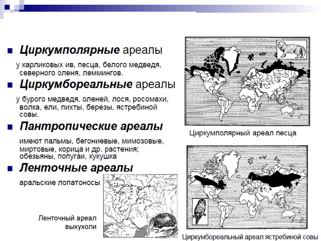 Формы ареалов. Паитропические ареалы. Пантрлписеские ареалы. Циркумбореальные ареалы. Типы ареалов.