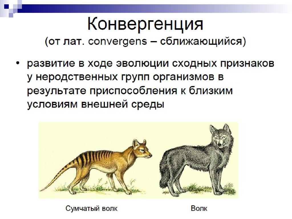 Конвергенция. Конвергенция примеры. Конвергенция примеры животных. Конвергенция признаков у животных.