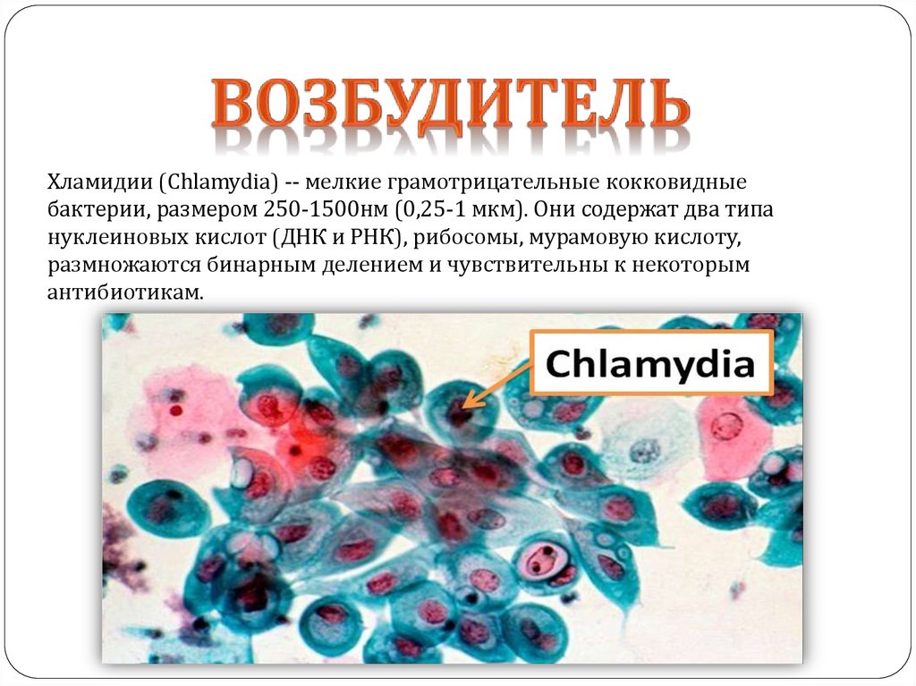 Хламидии где. Хламидии - возбудители урогенитальных инфекций. Хламидии микробиология. Chlamydia trachomatis микробиология.
