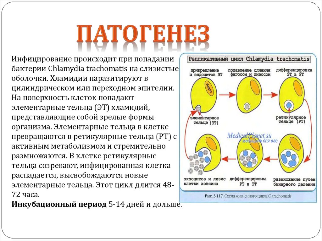 Жизненный цикл хламидий схема