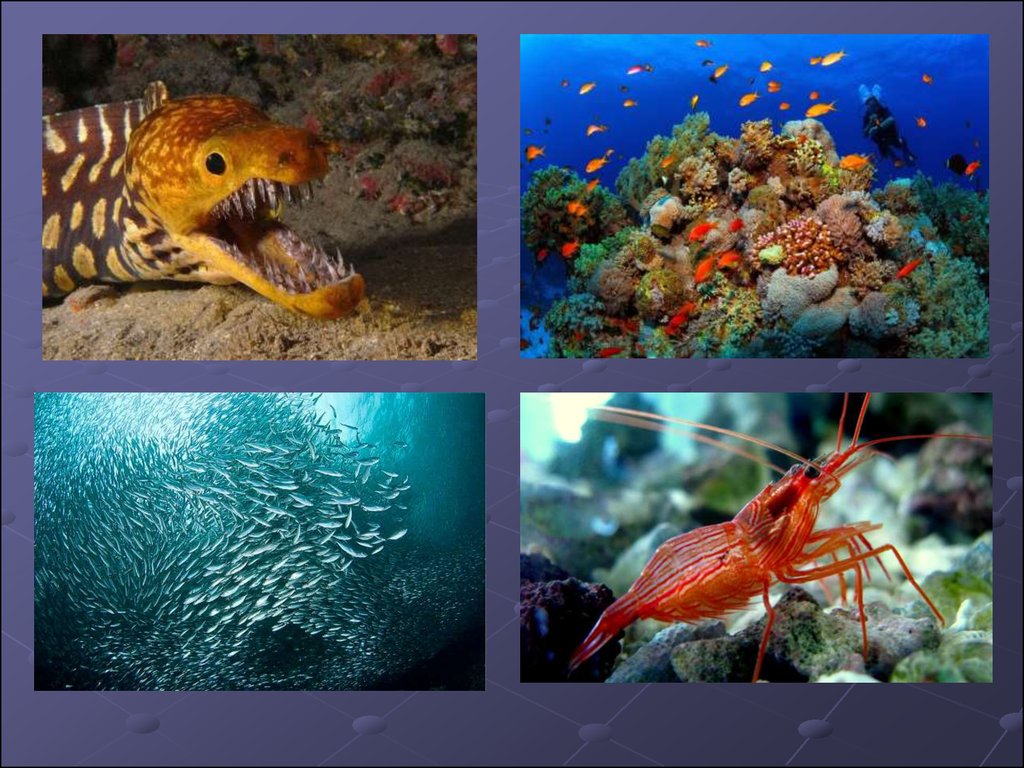 Жизнь тихого океана. Обитатели океана. Растительный и животный мир Тихого океана. Животный и растительный мир океанов. Обитатели Тихого океана.