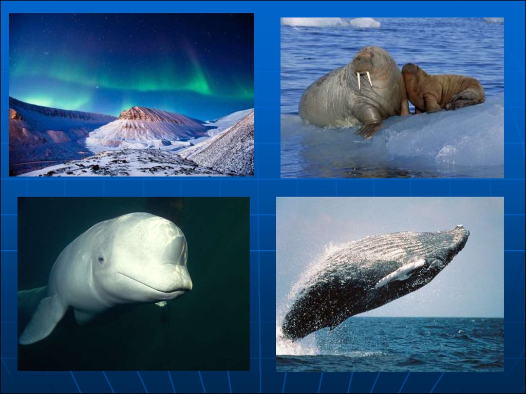 Тихий океан 8 класс. Представители океана. Животные Тихого океана список. Коллаж обитатели Тихого океана. Животный мир Тихого океана сообщение.