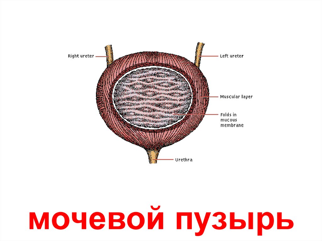 Внутреннее строение мочевого пузыря. Внутренне строение мочевого пузыря. Строение мочевого пузыря анатомия. Мочевой пузырь рисунок. Рисунок мочевого пузыря человека.