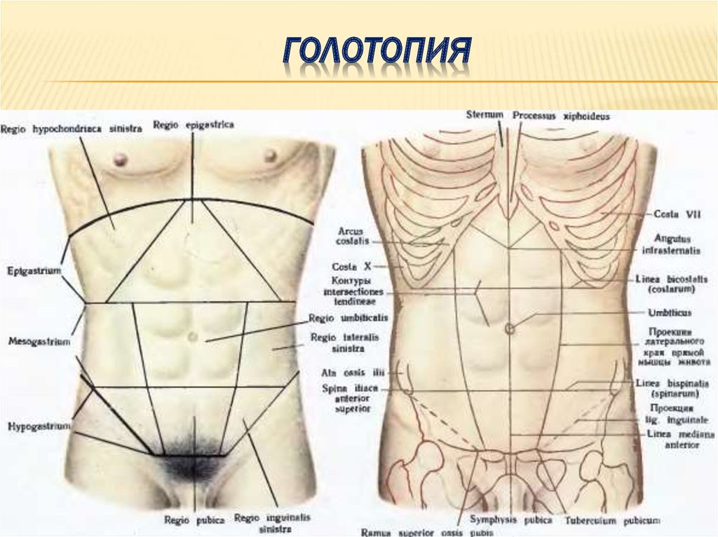 Области живота анатомия схема