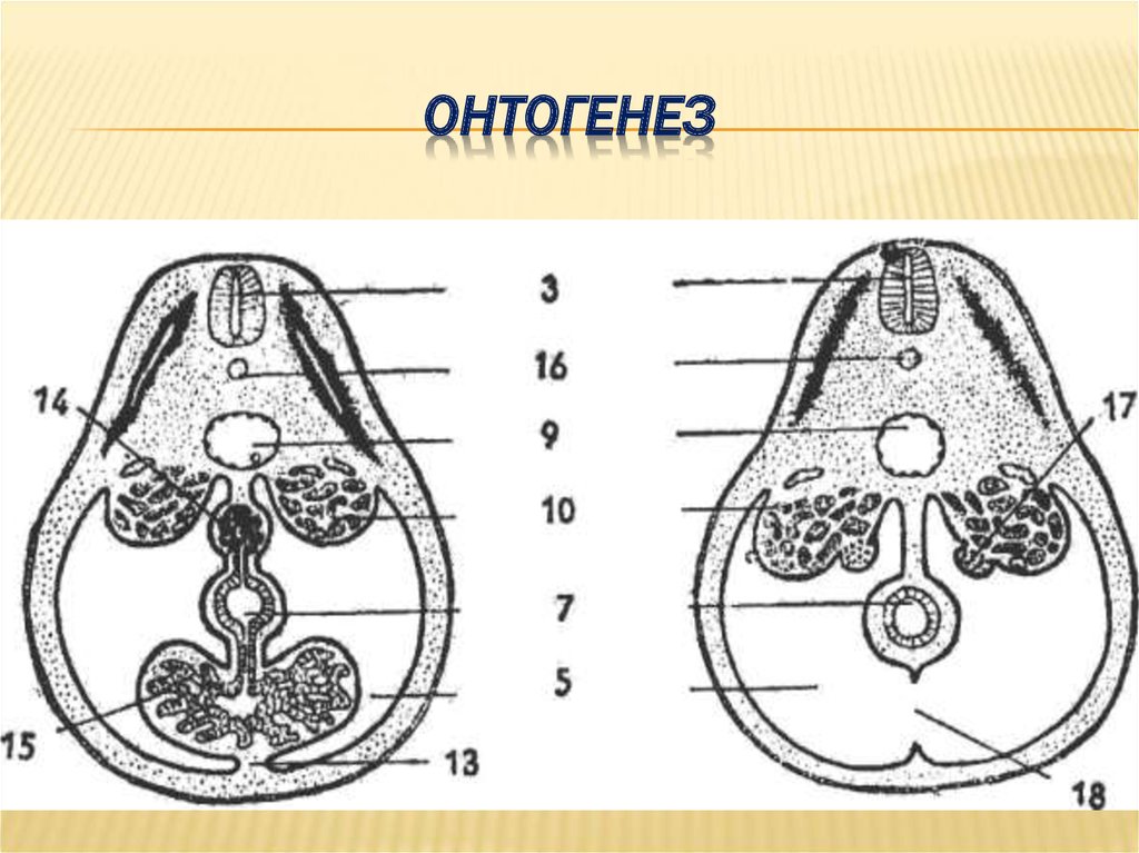 Периоды онтогенеза