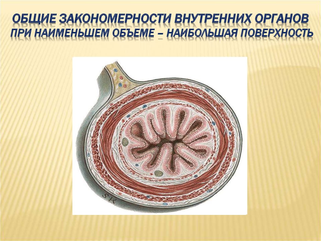 ОБЩИЕ ЗАКОНОМЕРНОСТИ ВНУТРЕННИХ ОРГАНОВ При наименьшем объеме – наибольшая поверхность