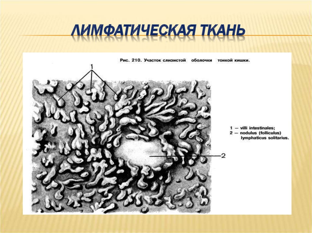 Лимфа ткань. Лимфа соединительная ткань. Лимфатическая ткань. Лимфатическая ткань рисунок. Лимфа соединительная ткань строение.
