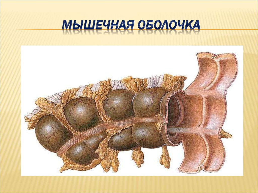 МЫШЕЧНАЯ ОБОЛОЧКА