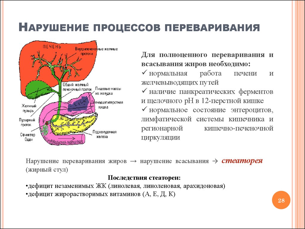 Какой процесс происходит в органе изображенном на рисунке печень ферментативное расщепление крахмала