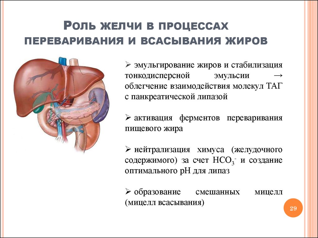 Печень расщепляет жиры. Эмульгирование жиров в процессе пищеварения. Роль желчных кислот в переваривании и всасывании жиров.. Роль желчи в переваривании и всасывании липидов. Роль желчи в переваривании жиров.