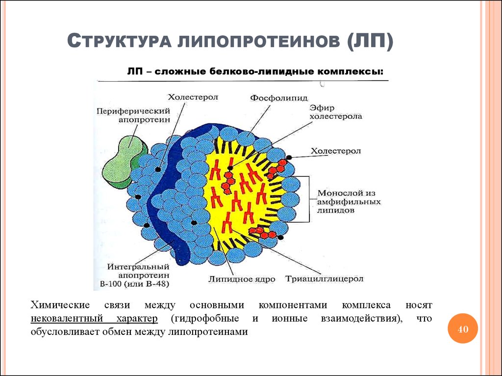 Липопротеиды плазмы. Схема строения липопротеинов. Строение липопротеинов биохимия. Строение липопротеинов плазмы крови. Схема строения липопротеинов плазмы крови.