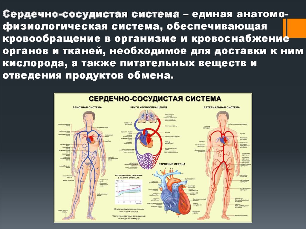 Система органов кровообращения болезни. Сердечно-сосудистая система строение и функции ОБЖ. Строение сердечной системы человека. Структура сердечно-сосудистой системы ОБЖ. Кровеносная система человека.
