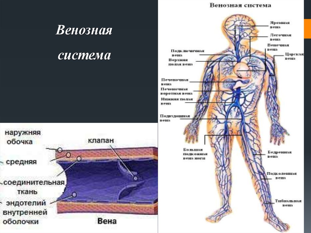 Движение вены. Артериальная и венозная система схема. Венозная система человека схема. Строение венозной системы. Венозная система человека анатомия схема.