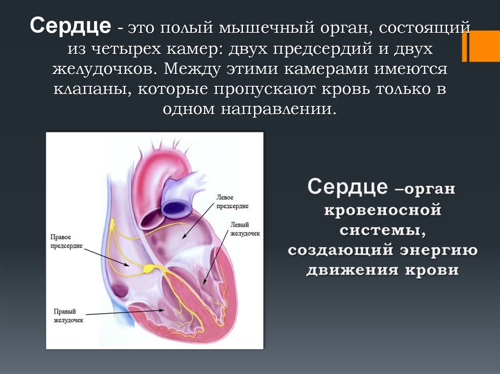 Какая кровь в предсердии. Сердце полый мышечный орган. Клапаны между предсердиями и желудочками. Между предсердиями и желудочками сердца имеются клапаны.