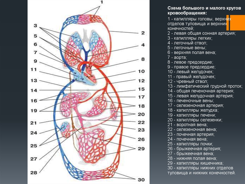 Артерии большого кровообращения. Большой круг кровообращения воротная Вена. Нижняя полая Вена малый круг кровообращения. Схема кругов кровообращения с воротной Веной. Полая Вена круг кровообращения.