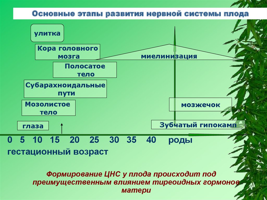Начальные этапы эволюции. Этапы развития нервной системы. Этапы формирования нервной системы. Этапы онтогенеза нервной системы. Основные периоды онтогенеза нервной системы.
