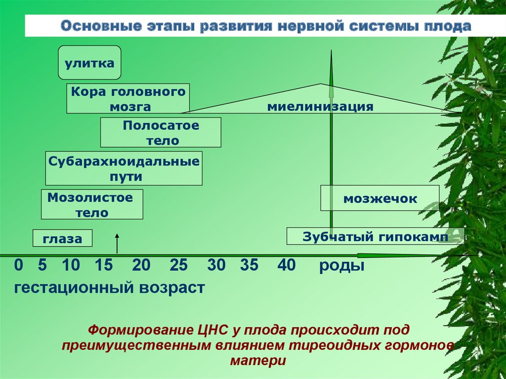 На каком этапе развития. Основные этапы развития нервной системы. Основные стадии развития нервной системы. Основные этапы формирования нервной системы. Основные этапы пренатального развития нервной системы.