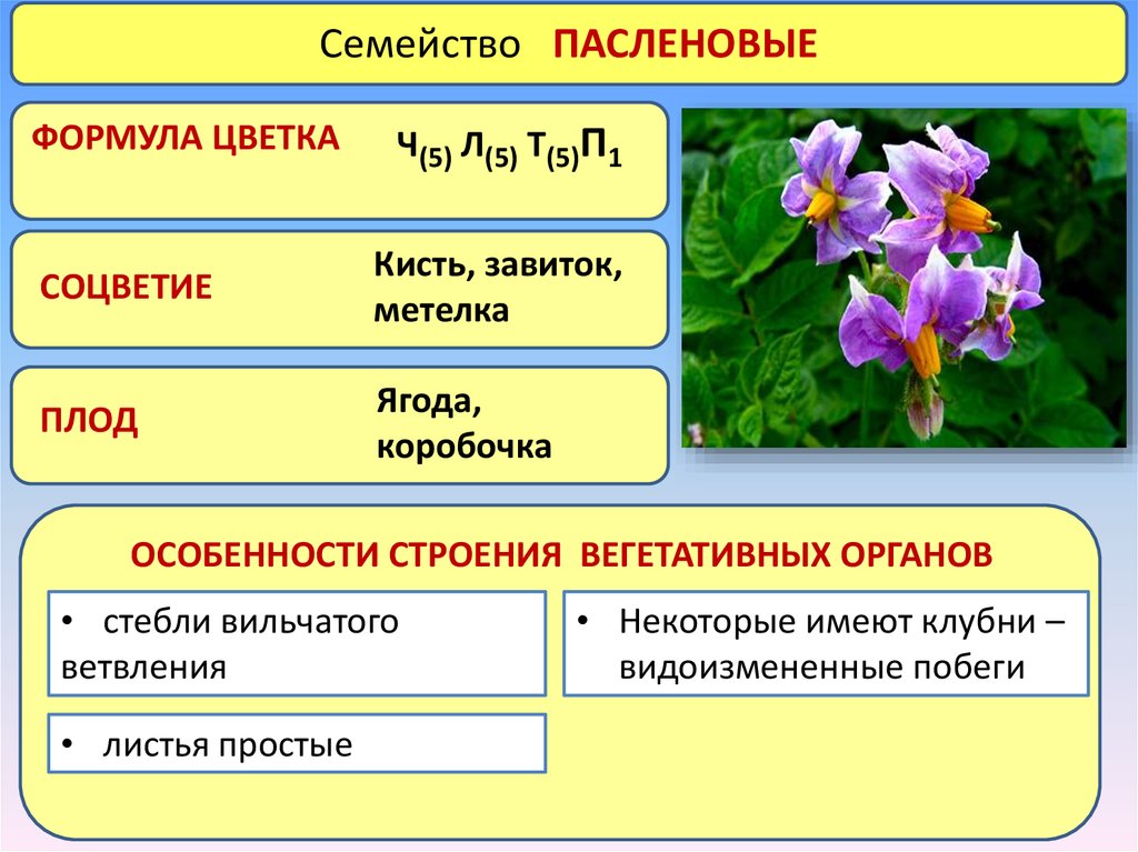Формула о3 3т3 3п1. Особенности строения пасленовых растений. Формула строения цветка пасленовых растений. Семейство Пасленовые особенности строения. Семейство Пасленовые формула.