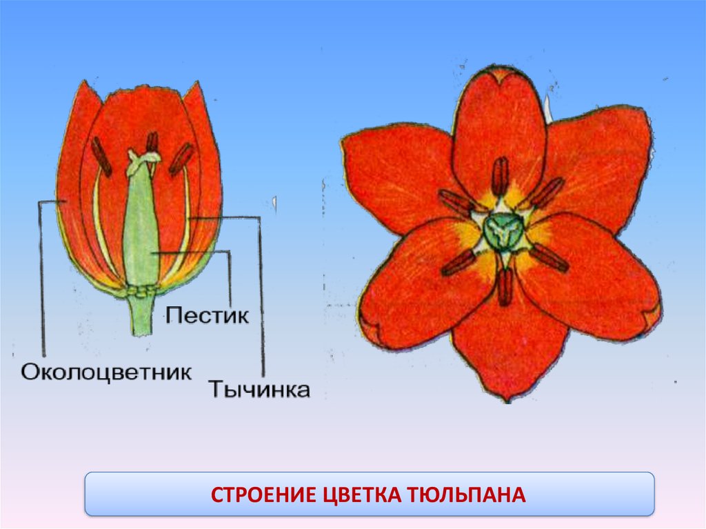 Цветок состоит из околоцветника тычинок. Семейство Лилейные строение тюльпана. Пестик тюльпана строение. Строение околоцветника тюльпана. Схема строения цветка семейства Лилейные.