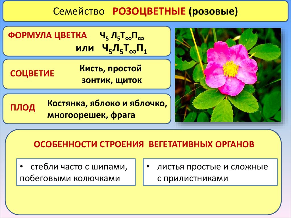 Характерные цветы для покрытосеменных. Строение семейства розоцветных растений двудольных. Формула цветка семейство Розоцветные семейство. Ареал розоцветных. Семейство розоцветных растений таблица.