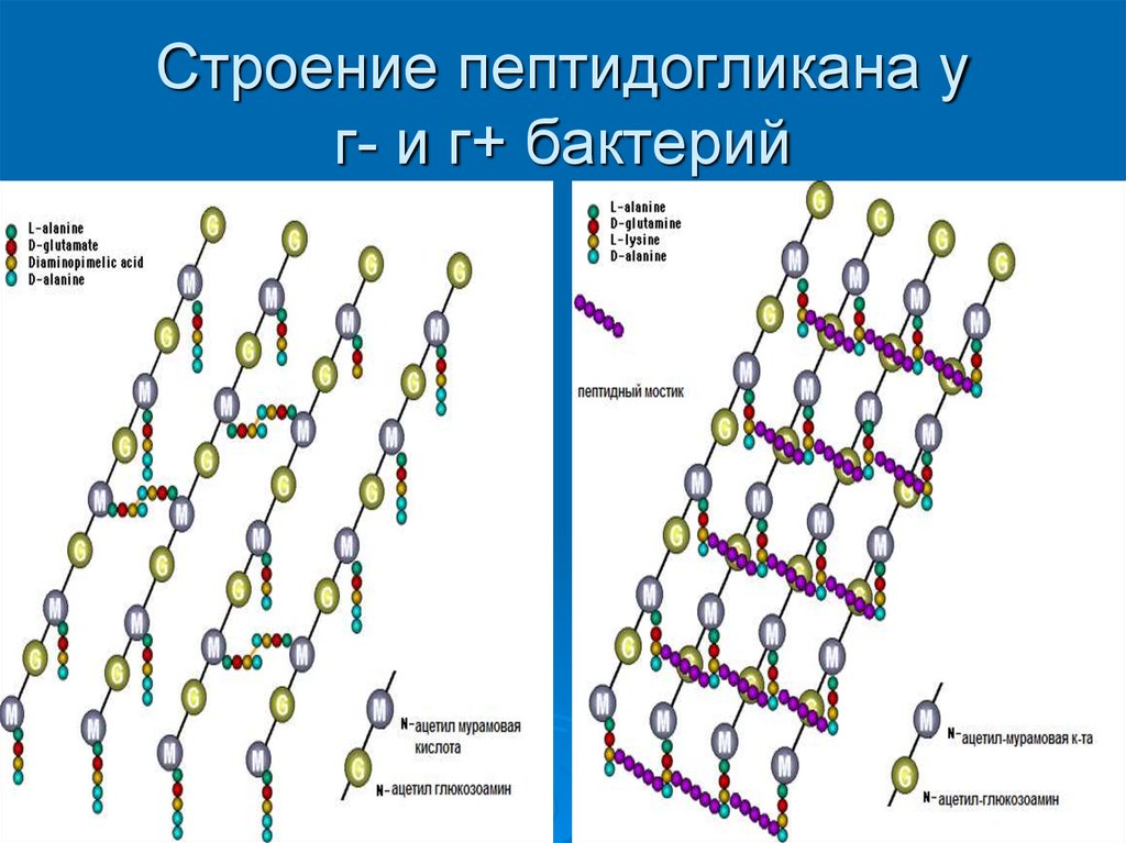 Какой цифрой на рисунке обозначена структура состоящая из большого числа хрящевых полуколец