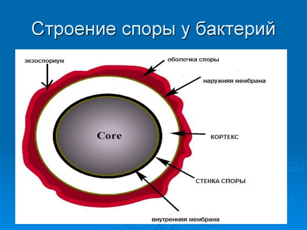 Особенности строения споры и семени