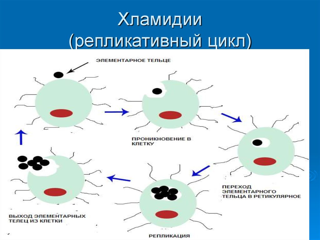 Элементарное тельце хламидий. Хламидии структура. Морфология хламидий микробиология. Репликативный цикл хламидии. Хламидии строение клетки.