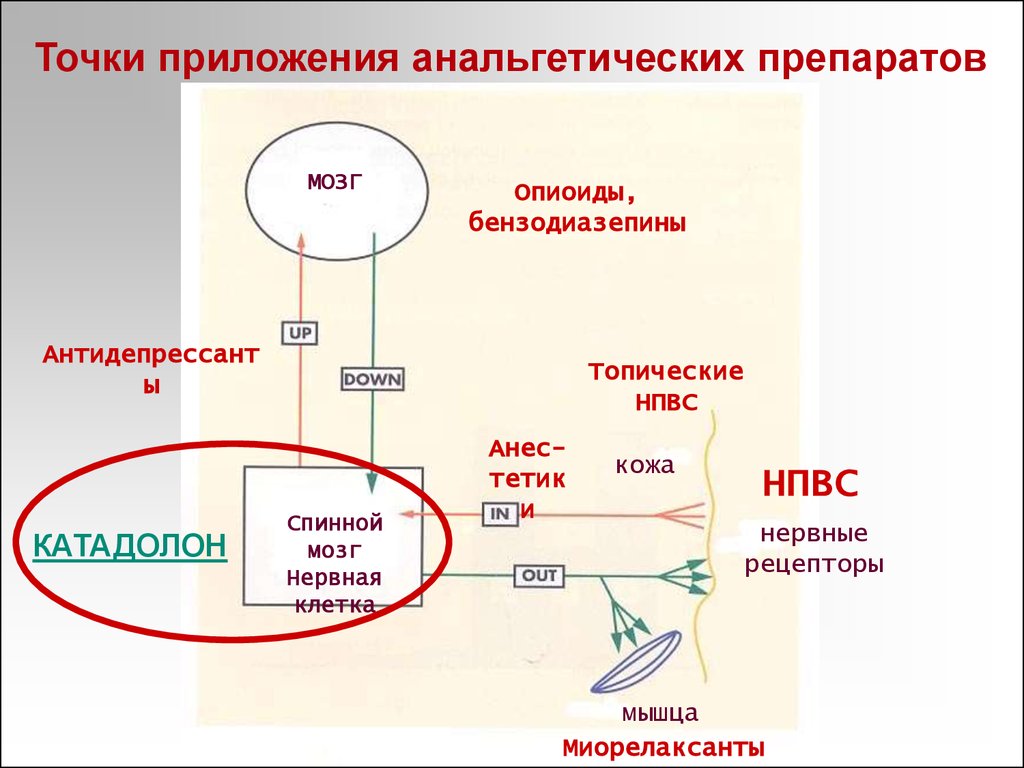 Гастропротекторы механизм действия схема