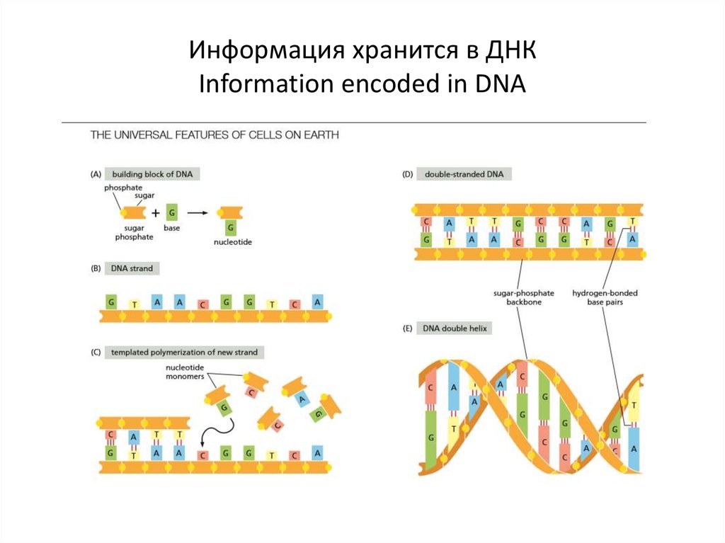Хранение рнк. ДНК информация. Хранение информации в ДНК. Хранение ДНК. Хранить генетическую информацию в ДНК.