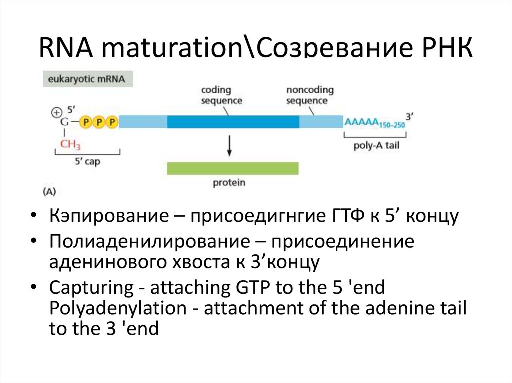 Процесс созревание рнк. Созревание РНК. Транскрипция и созревание РНК. Кэпирование РНК. Стадии созревания РНК.