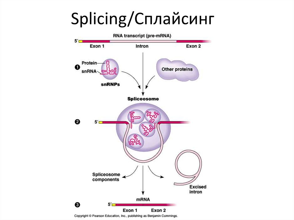 Сплайсинг рнк у эукариот. Сплайсинг РНК схема. Сплайсинг интронов. Сплайсинг сплайсосома. Механизм сплайсинга эукариот.