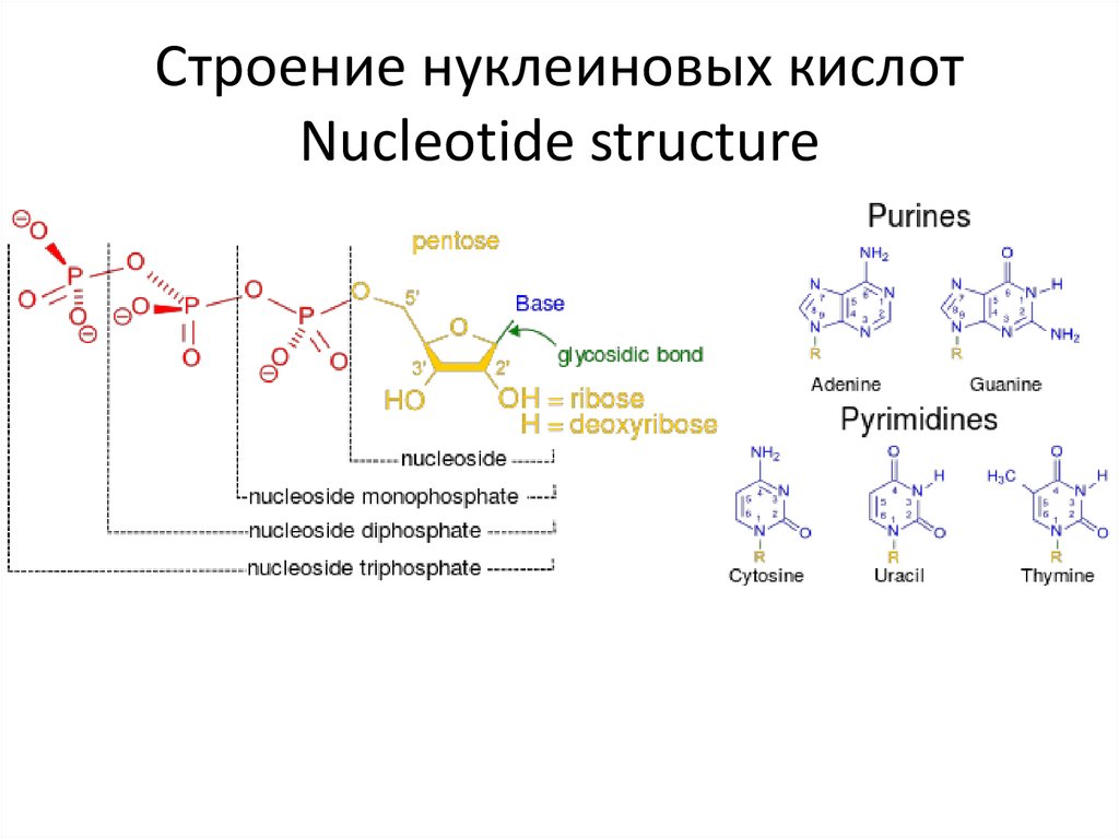 Элементы состава нуклеиновых кислот