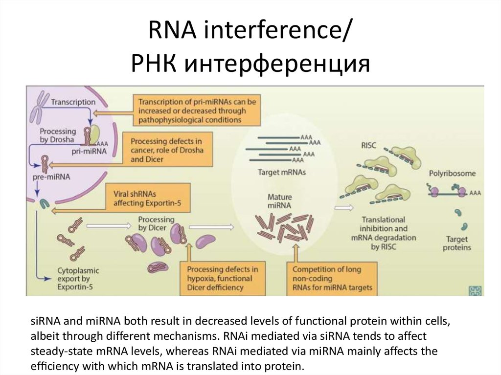 Рнк интерференция схема